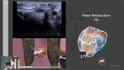 thumbnail for The Fetlock, Metacarpus, & Carpus 2025